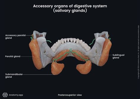 Accessory Organ Of Digestive System 4