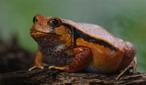 Tomato Frog The Animal Facts Appearance Habitat Behavior Diet