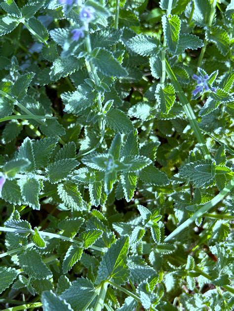 Catmint Nepeta — Plant And Bloom Design Studio