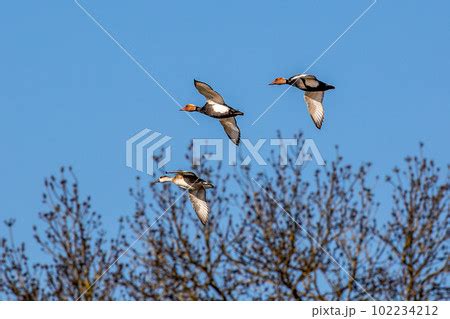 Red Crested Pochard Netta Rufina Flying Over A Pixta