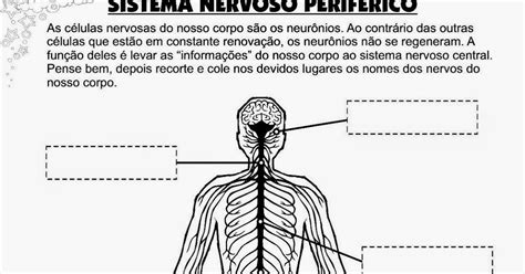 Educa X Atividades De Ciências 8 Ano Sistema Nervoso