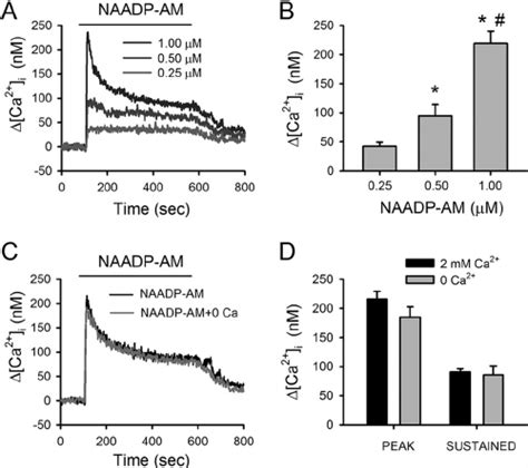 Naadp Am Induced Concentration Dependent Ca Response In Pasmcs A