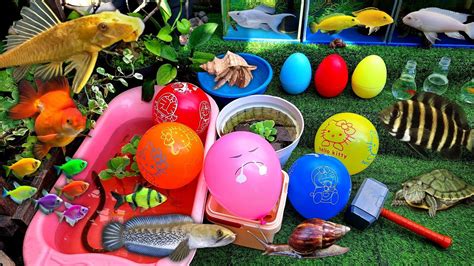 Hore Meletus Balon Menangkap Ikan Hias Ikan Cupang Glofish Molly