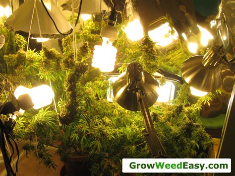 Beginner Guide To Growing Cannabis With Cfl Lights Grow Weed Easy