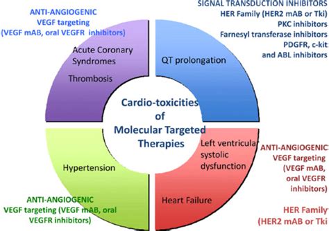 Cardiovascular Toxicity And Management Of Targeted Cancer Therapy The