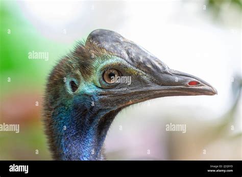 Southern Cassowary Double Wattled Cassowary Australian Cassowary Two Wattled Cassowary