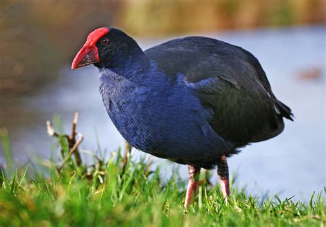 Pukeko Nz Swamp Hen Porphyrio Porphyrio A Photo On Flickriver