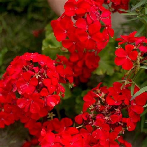 Multibloom Red Geranium