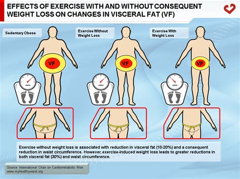 Effects Of Weight Loss On Adipose Tissue Distribution My Healthy Waist