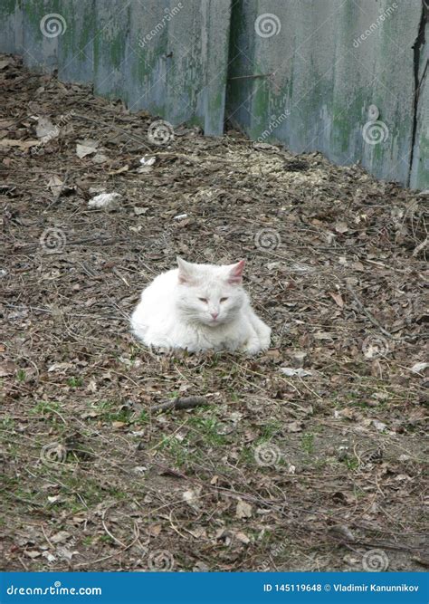 Small white cat stock photo. Image of white, fallen - 145119648