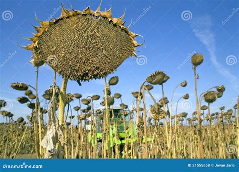 Colheita De Sementes De Girassol Foto De Stock Imagem De Alimento