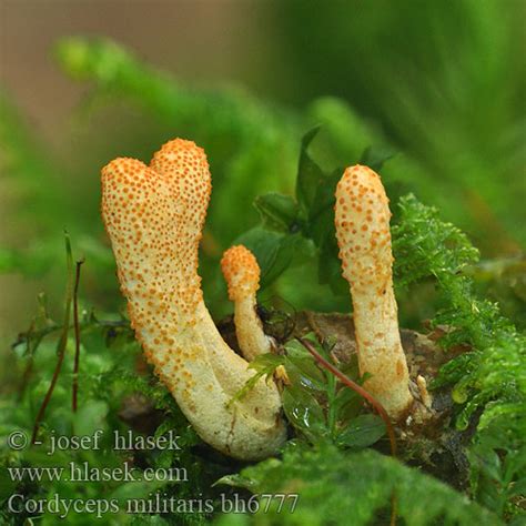 Cordyceps militaris Housenice ÄŤervenĂˇ Scarlet caterpillar club