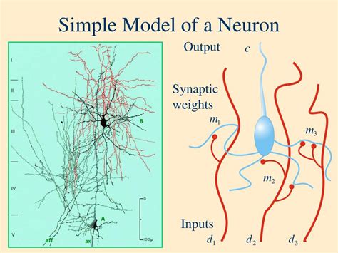 Ppt The Bcm Theory Of Synaptic Plasticity Powerpoint Presentation