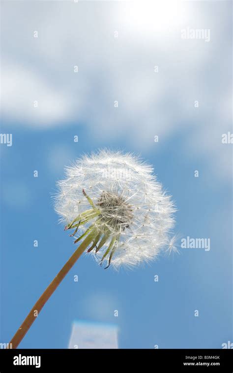 Dandelion seed dispersal hi-res stock photography and images - Alamy