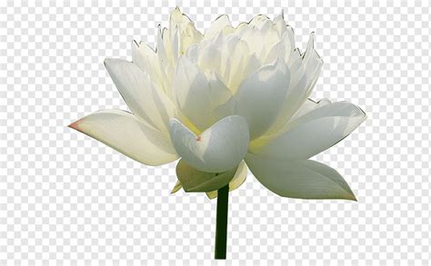 Plantas Acu Ticas Nelumbo Nucifera Blanco Flor Artificial Tallo De