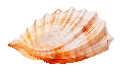 Ai Generated Ocean Shell On Transparent Background Generative Ai