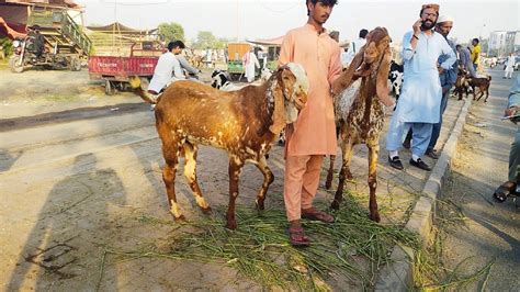 Makhi Chena Rajanpuri Bakre Beetal Bakriyan Desi Bakriyan Bacho