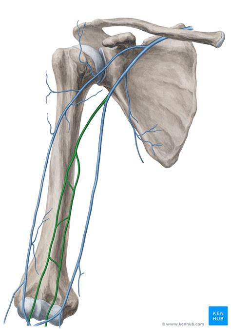 Brachial vein: Anatomy, course, tributaries | Kenhub