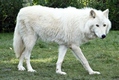 30 Wolf Dog Photos That Look Like Wolves Fallinpets