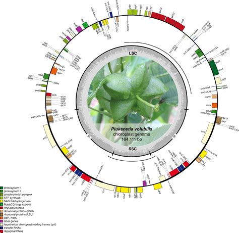 Frontiers The Complete Chloroplast Genome Of Plukenetia Volubilis