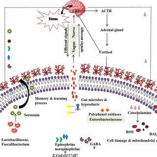 Pictorial Representation Of Gmba Structure Adrenocorticotropic Hormone