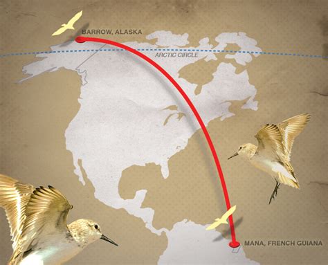 One Bird Mile Migration News University Of Alaska Anchorage