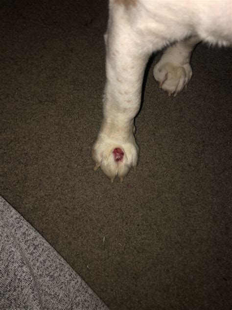 There is a red blister on my dog’s right paw and it is increasing in ...