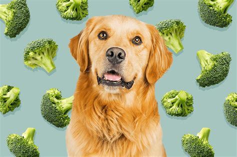 ¿pueden Los Perros Comer Brócoli Cómo Compartir Esta Verdura Crucífera