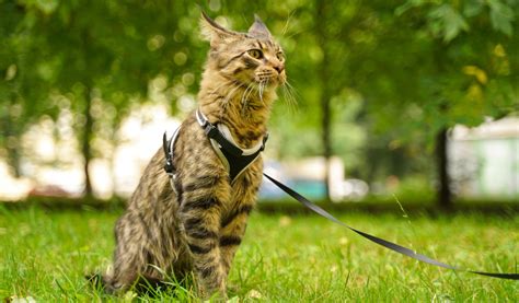 Se Promener Avec Son Chat Choisir Un Harnais Pour Sa S Curit Jardiland