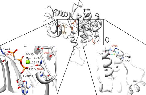 FGFR1 Mutations Cause Hartsfield Syndrome The Unique Association Of