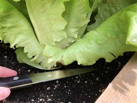 Buttercrunch Lettuce Variety And Growing Guide Home For The Harvest