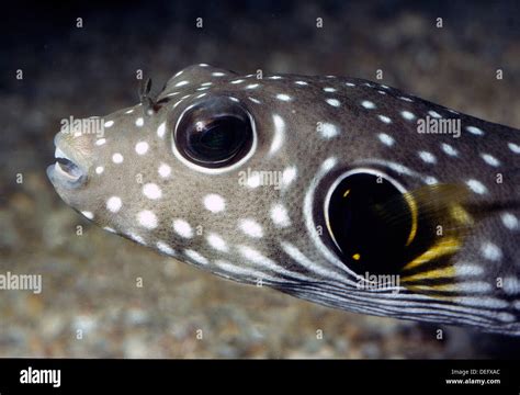 Golden Pufferfish Arothron Meleagris Tetraodontidae Indo Pacific