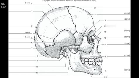 Lateral Bones And Features Of The Skull Diagram Quizlet