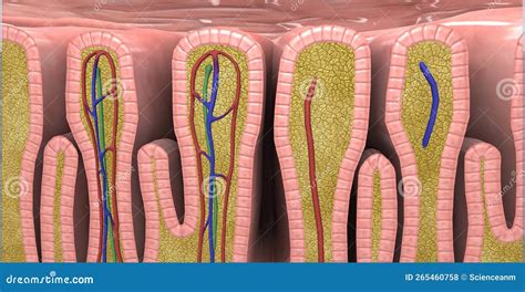 A Mucous Membrane Is A Layer Of Cells That Surrounds Body Organs And