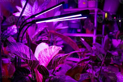 Growing indoor plants with artificial lighting with an ultraviolet lamp