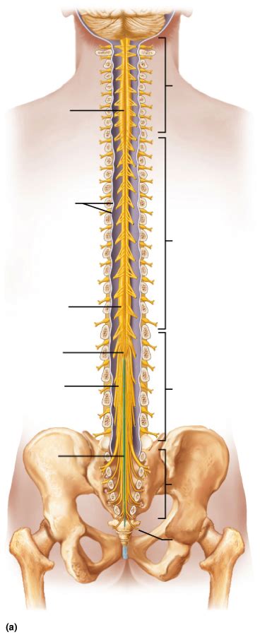 the spinal cord and its nerve roots Diagram | Quizlet