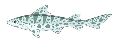 Leopard Shark Stock Illustrations 166 Leopard Shark Stock