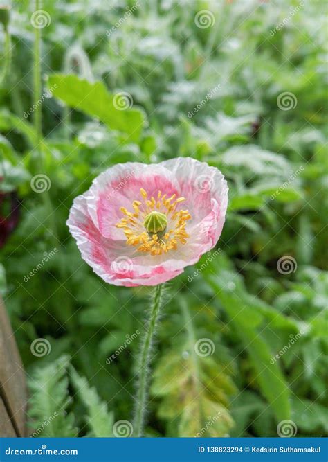 Papoila Cor De Rosa Fundo Verde Das Folhas Foto De Stock Imagem