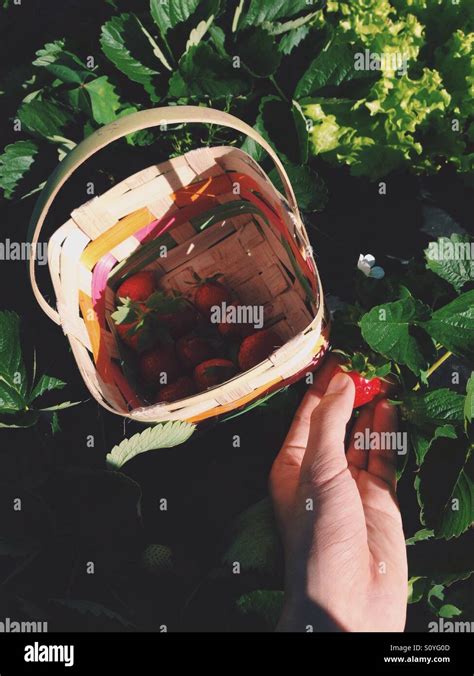 Baguio strawberry picking hi-res stock photography and images - Alamy