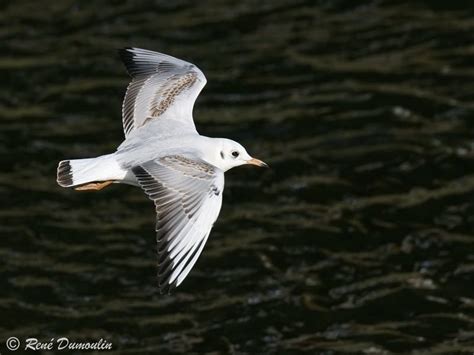 Mouette Rieuse Immature Redu