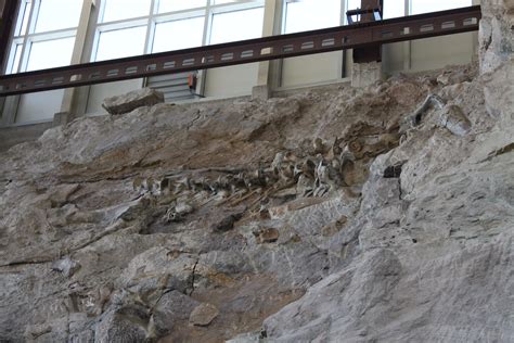 Fossil beds national monument discovery reveals a new species of dinosaur 35