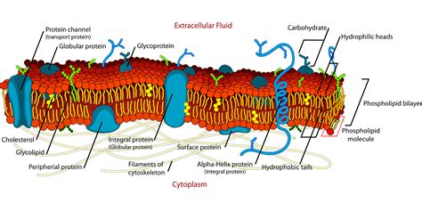 Download Biology, Cell, Diagram. Royalty-Free Vector Graphic - Pixabay