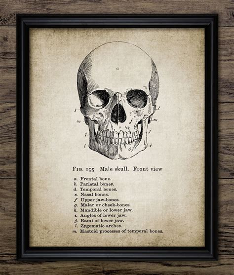 Skull Print Human Anatomy Vintage Human Skull Skull | Etsy