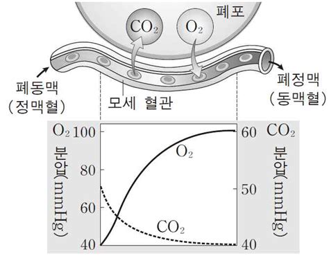 기체교환의 원리 네이버 블로그