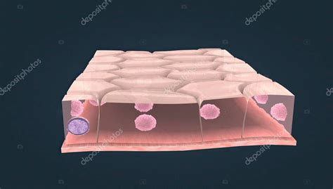 Simple Cuboidal Epithelium Consists Of One Layer Of Cells Whose Height