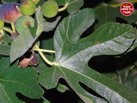 Fig Leaves The Secret Of Dealing With Diabetes And Triglycerides