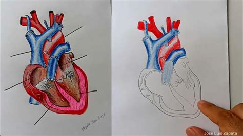 Como Dibujar El Corazón Y Sus Partes Hd Youtube