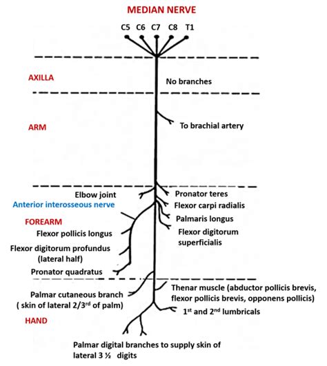 Median Nerve Origin Root Value Course Branches And Structures