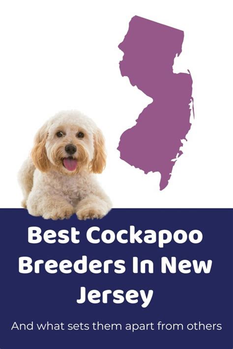 Goldendoodle vs Cockapoo: Comparing Temperament, Size & Maintenance