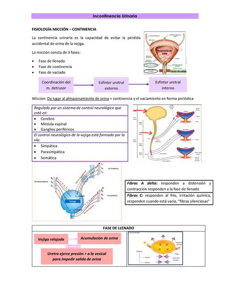 Incontinencia Urinaria La micción consta de 3 fases Fase de llenado